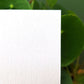 Little Wren Greetings Card
